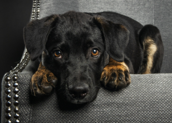 ¿Sufre mi perro ansiedad? Así podemos detectarla y tratarla