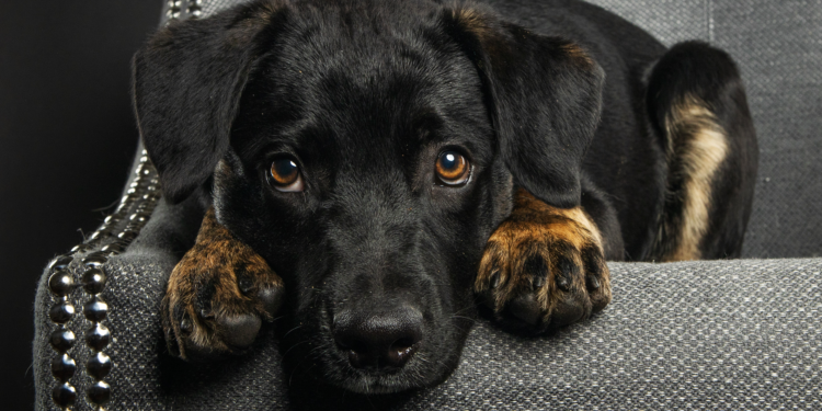 ¿Sufre mi perro ansiedad? Así podemos detectarla y tratarla