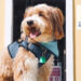 Regresa El ‘Pet Friendly Restaurant Week’ para celebrar el Día Nacional del Perro