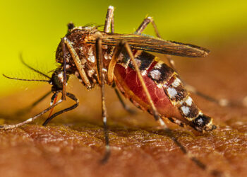 Advierten de que los casos de dengue podrían aumentar durante el fin de Semana Santa