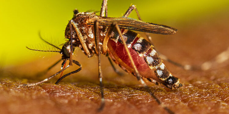Advierten de que los casos de dengue podrían aumentar durante el fin de Semana Santa