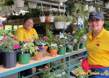 Regresa el Festival de las Flores de Aibonito