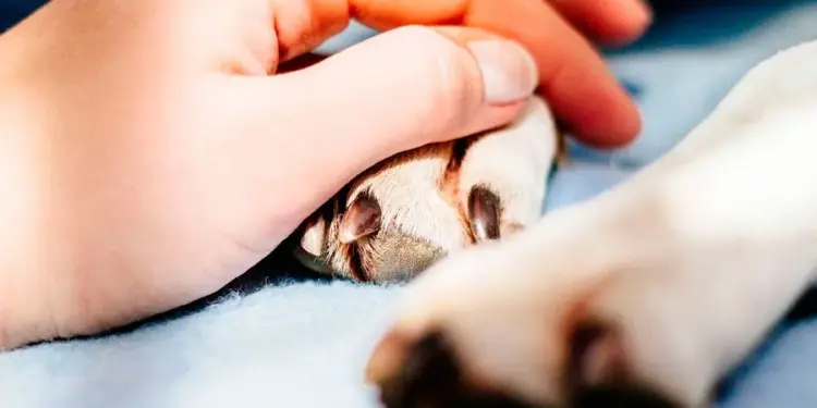 Colegio de Médicos Veterinarios anuncia grupo de apoyo para personas que han perdido a su mascota