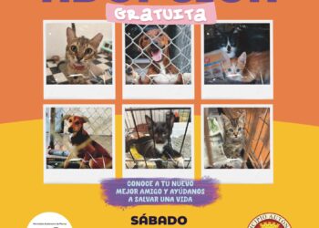 Alcaldesa de Ponce anuncia Feria de Adopción de Animales 