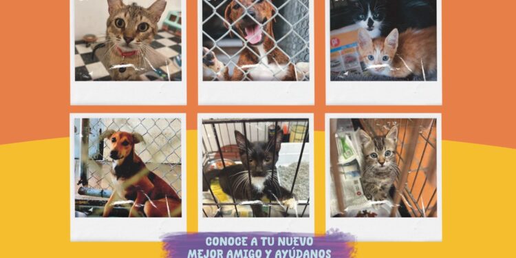 Alcaldesa de Ponce anuncia Feria de Adopción de Animales