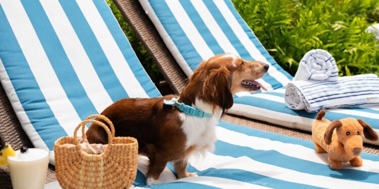 Fairmont El San Juan Hotel lanza menú exclusivo para perros