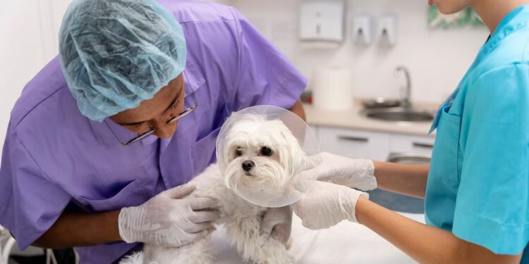 La importancia de la medicina preventiva y cirugías electivas en el cuidado de las mascotas