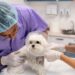 La importancia de la medicina preventiva y cirugías electivas en el cuidado de las mascotas