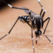 Urgente llamado a la acción, control y prevención del mosquito Aedes aegypti 
