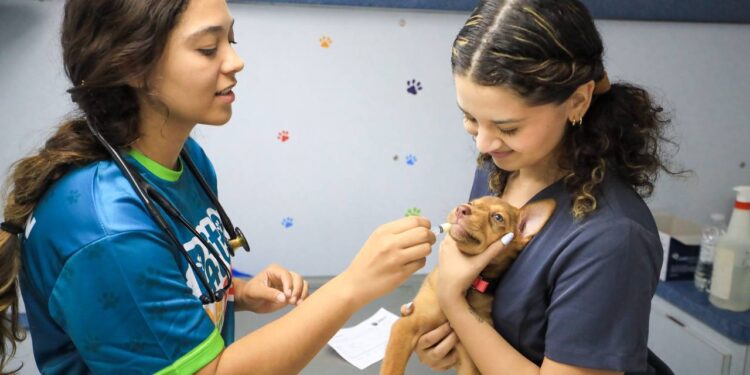 Municipio de San Juan lanza clínica veterinaria móvil para ofrecer servicios accesibles