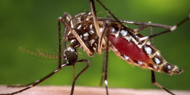Casos de dengue ya triplican los del 2023 y se reportan siete defunciones