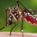 Casos de dengue ya triplican los del 2023 y se reportan siete defunciones