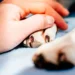 Organizan grupo de apoyo para personas que enfrentan la pérdida de sus mascotas