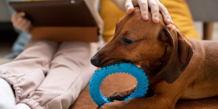 El impacto positivo de las mascotas en la salud y el bienestar