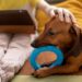 El impacto positivo de las mascotas en la salud y el bienestar