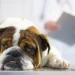 Diez signos de que tu mascota presenta una emergencia veterinaria