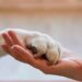 Grupo de apoyo ayuda a sanar tras la pérdida de una mascota