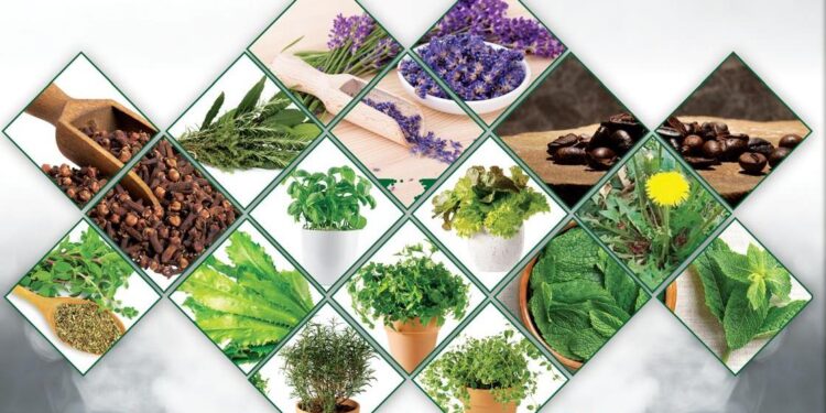El Festival del Huerto Casero en Gurabo celebra sus 25 años con un enfoque en las plantas medicinales
