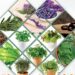 El Festival del Huerto Casero en Gurabo celebra sus 25 años con un enfoque en las plantas medicinales