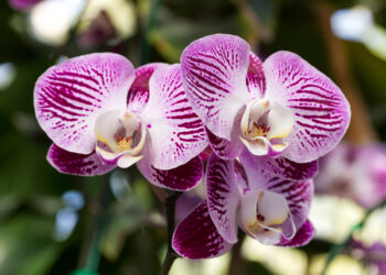 Este fin de semana Cataño huele a orquídeas