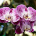 Este fin de semana Cataño huele a orquídeas