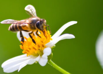 Caguas se suma a la celebración del Día Mundial de la Abeja