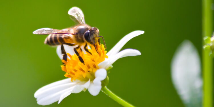 Caguas se suma a la celebración del Día Mundial de la Abeja