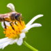 Caguas se suma a la celebración del Día Mundial de la Abeja