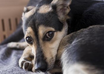 A jugar golf para proteger animales maltratados