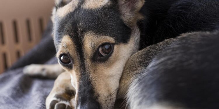 A jugar golf para proteger animales maltratados