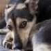 A jugar golf para proteger animales maltratados