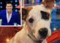 Lucky será el más mimado en el hogar para adultos mayores de Alex DJ