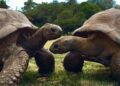 Tortuga de 194 años guarda el secreto de la eterna juventud