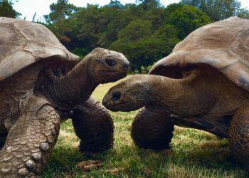 Tortuga de 194 años guarda el secreto de la eterna juventud