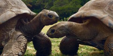 Tortuga de 194 años guarda el secreto de la eterna juventud